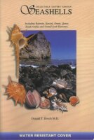 Collectable Eastern Arabian Seashells