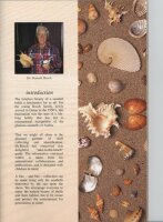 Collectable Eastern Arabian Seashells