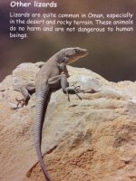 Wildlife in Oman - a guide for young people