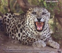 Wildlife in Oman - a guide for young people