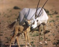 Wildlife in Oman - a guide for young people