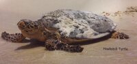 Wildlife in Oman - a guide for young people