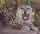 Wildlife in Oman - a guide for young people