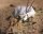 Wildlife in Oman - a guide for young people