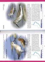 Common Birds in Oman - An identification guide