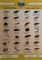 Übersichtskarte Fische im Korallenriff