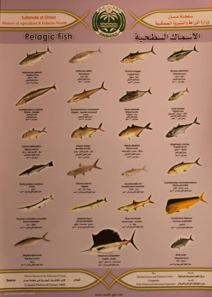Übersichtskarte Fische in Bodennähe