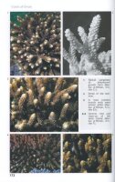 Reef Corals and Coral Reefs of the Gulf of Oman