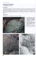 Reef Corals and Coral Reefs of the Gulf of Oman