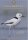 Oman Bird List